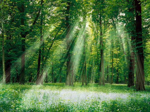 38855 (a): :1600x1200